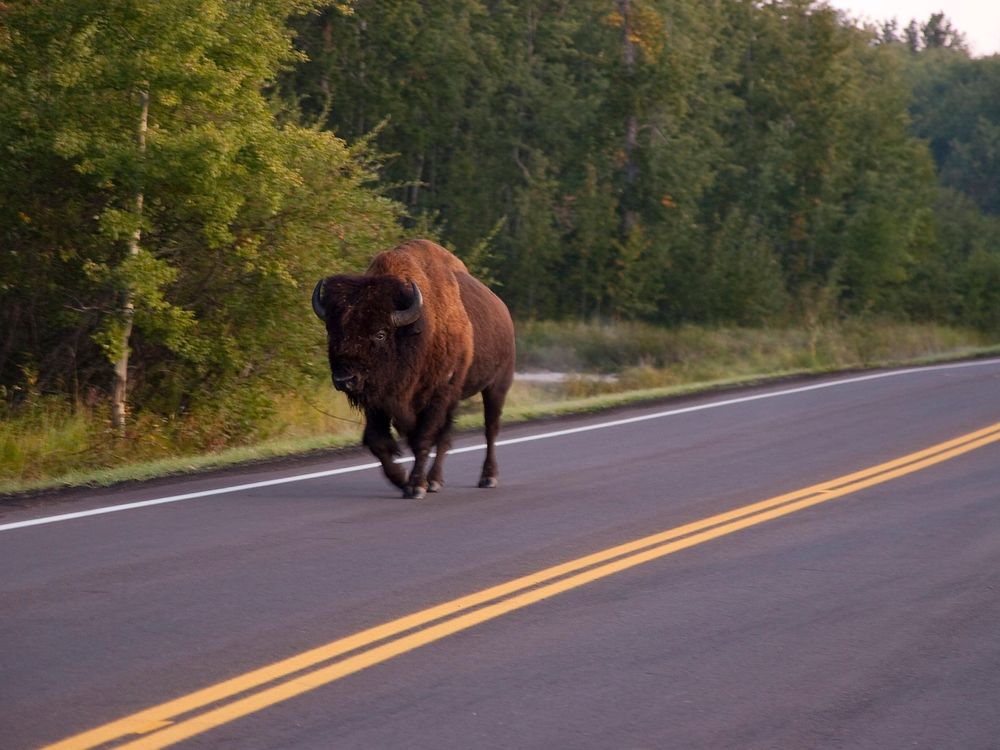 Walking Bison