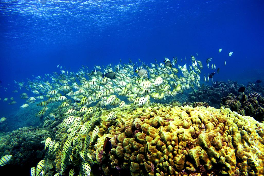 Fish swim over a coral reef