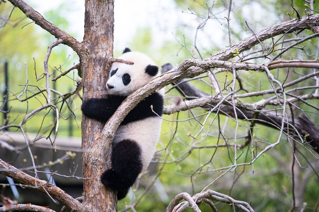 Xiao Qi Ji climbs a tree in his outdoor habitat in April 2021.