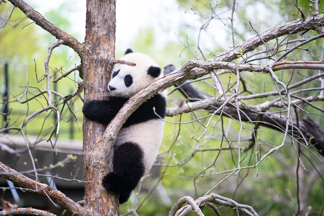 Xiao Qi Ji climbs a tree in his outdoor habitat in April 2021.