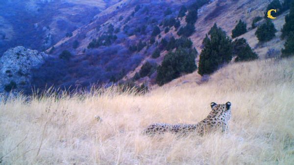 Preview thumbnail for Caucasian Leopard in the Caucasus Wildlife Refuge