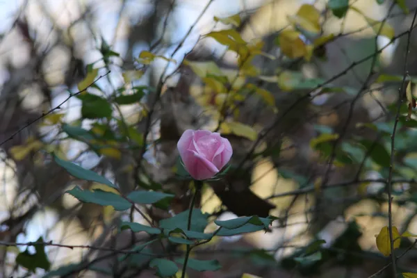 Pink Rose Blooms in November thumbnail