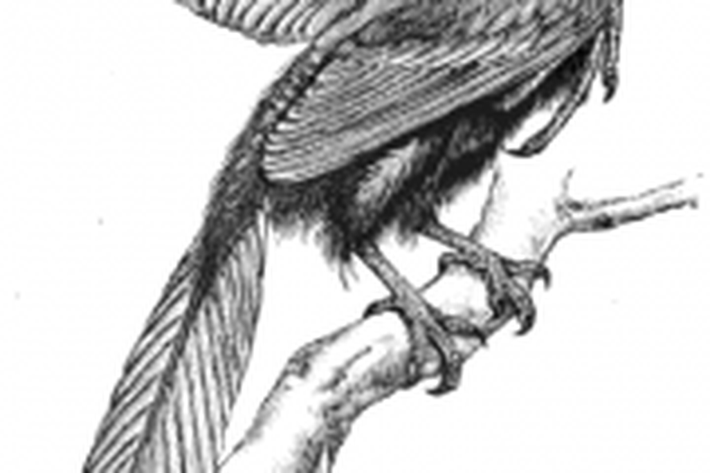20110520083204archaeopteryx-illustrated-180x300.jpg