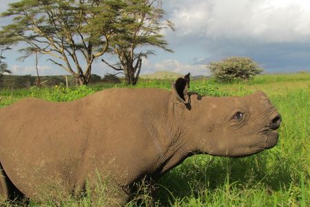Meet Nicky, the blind baby rhino