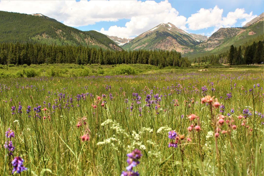 Colorado Wildflowers Smithsonian Photo Contest Smithsonian Magazine