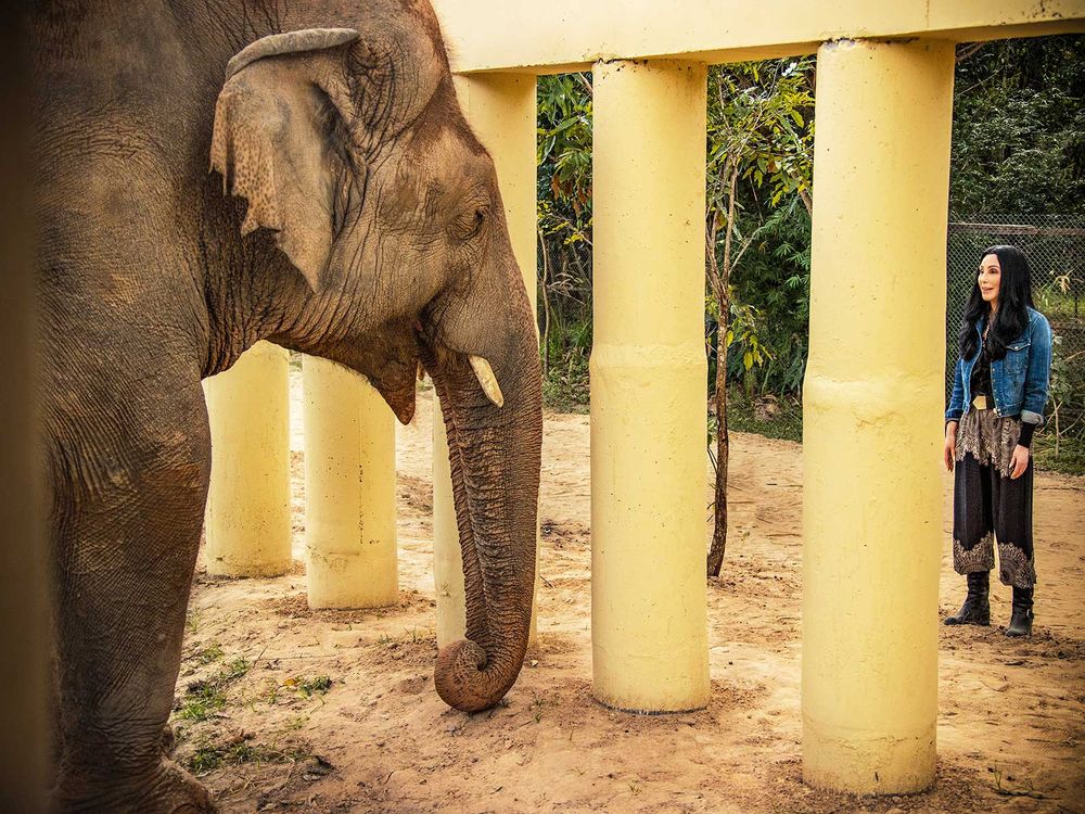 Cher And Elephant