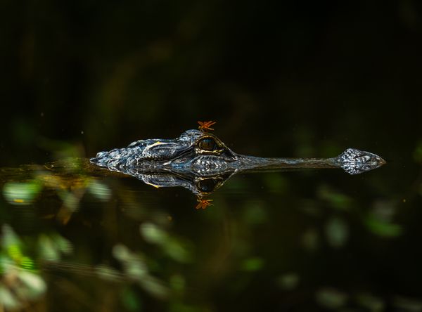 Eyes of the Everglades thumbnail