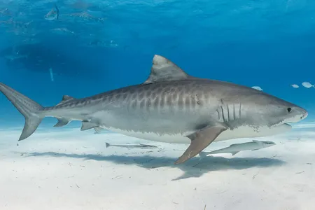 A tiger shark swims in the Bahamas. Over the past several decades, the predators ventured farther north in the northwestern Atlantic Ocean.