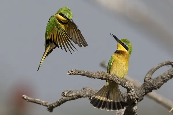 9) Little Bee-eater breakfast thumbnail