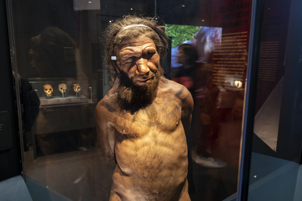 A mannequin of a Neanderthal man in a museum