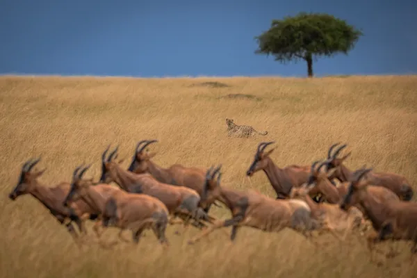 Challenges thumbnail