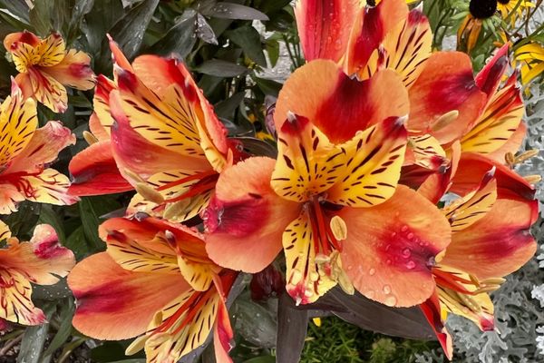 Colorful Peruvian lilies blooming in Ireland thumbnail