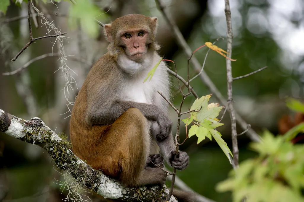 A rhesus monkey photographed in Florida in 2017.