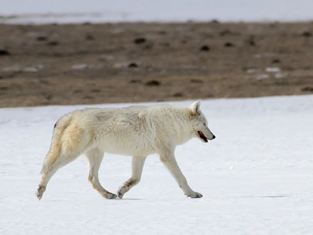 a white wolf walks to the right across white snow with vegetation in the background