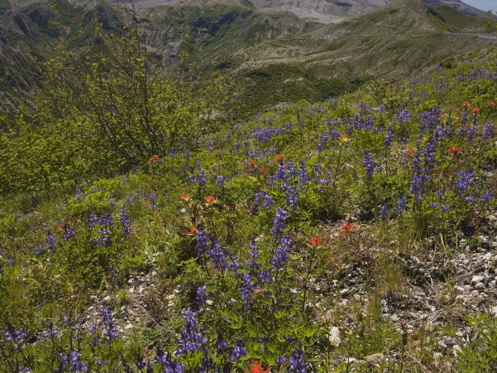 Mount St Helens