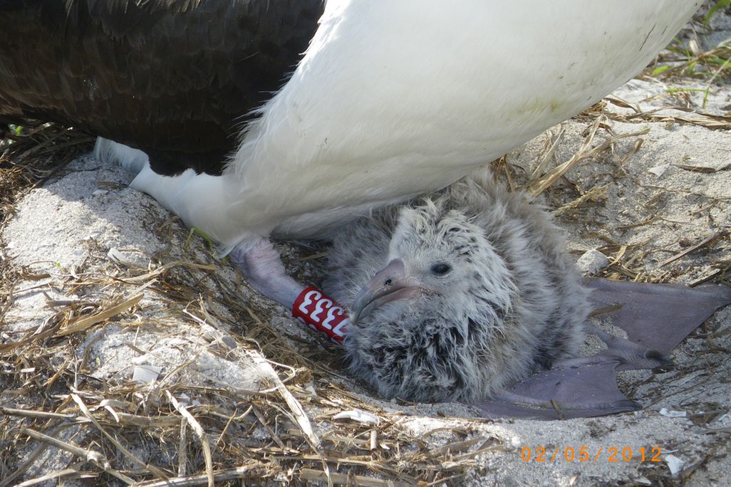 Wisdom the Albatross with the chick she hatched last year.