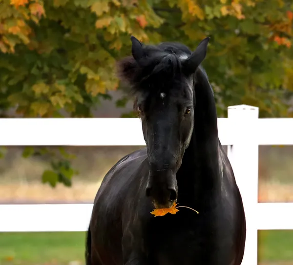 If the Leaf Fits thumbnail