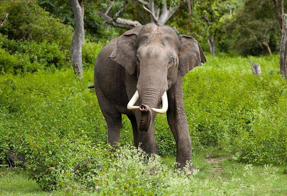 1024px-Elephas_maximus_(Bandipur).jpg