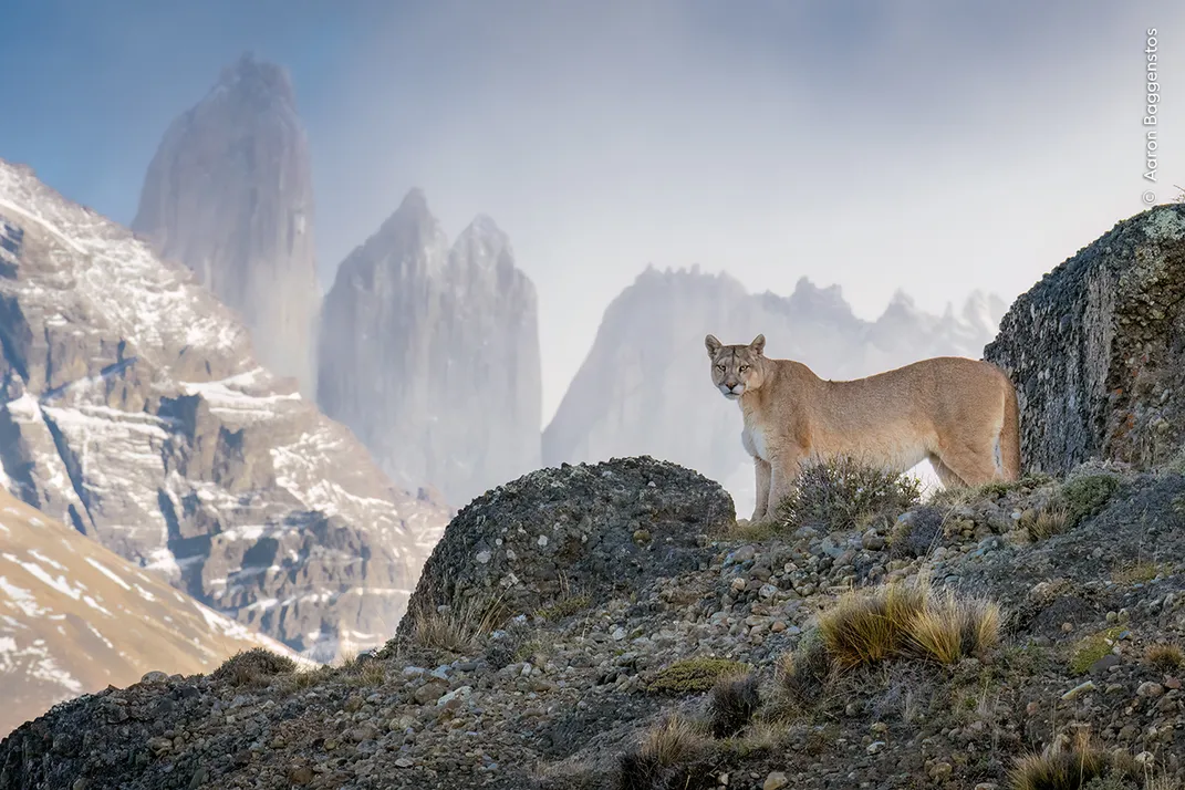a puma stands on a rocky mountain with several peaks visible in the backdrop