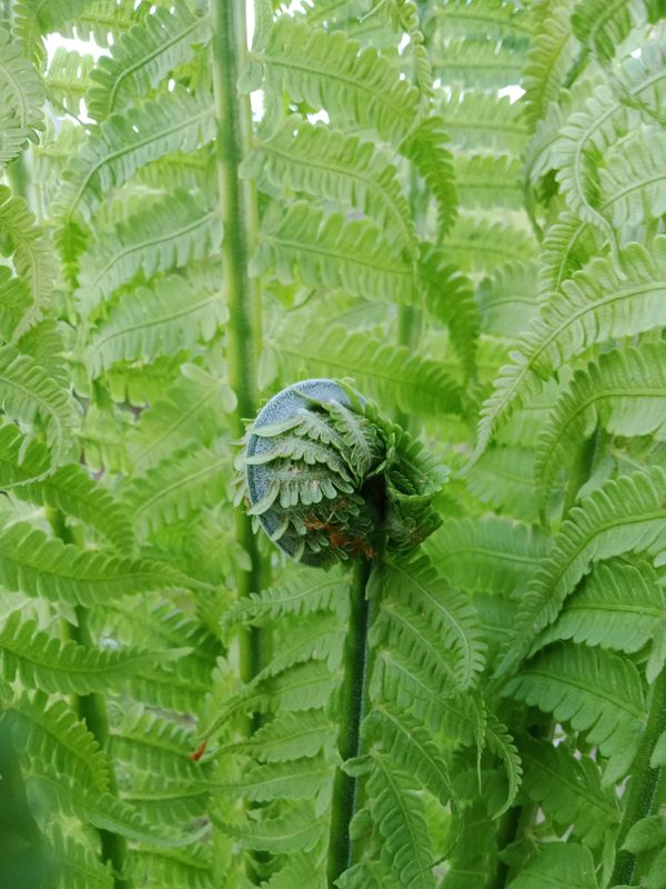 Young fern thumbnail