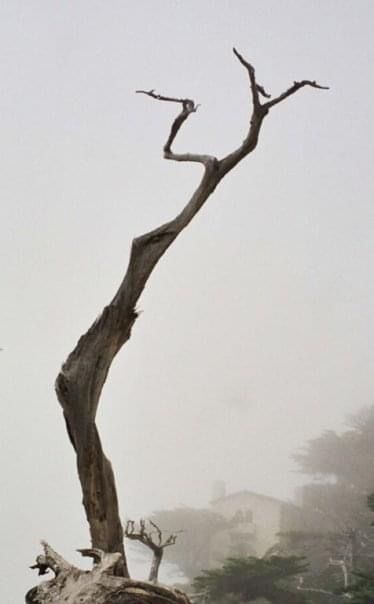 Prayerful Hands of A Deserted Tree thumbnail