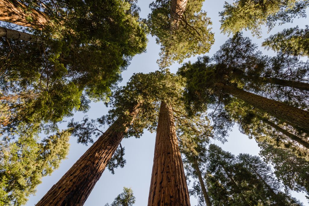 Looking up at a grove of giant sequoia trees with redish brown bark.