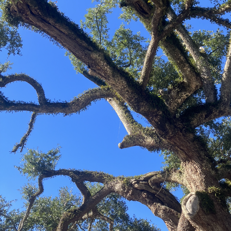 The Tall Tangled Twisted Tree | Smithsonian Photo Contest | Smithsonian ...
