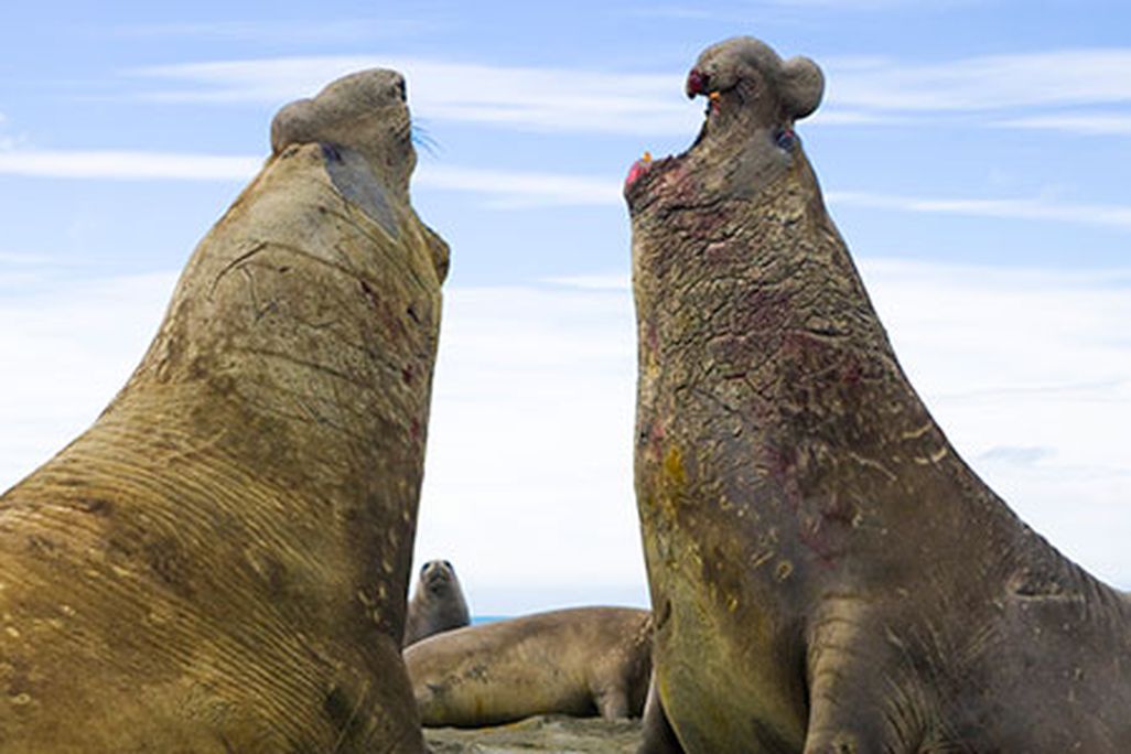 Big Southern elephant seal bulls