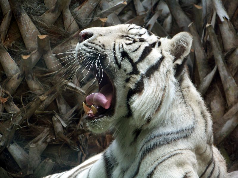 A white tiger about to take a nap. | Smithsonian Photo Contest