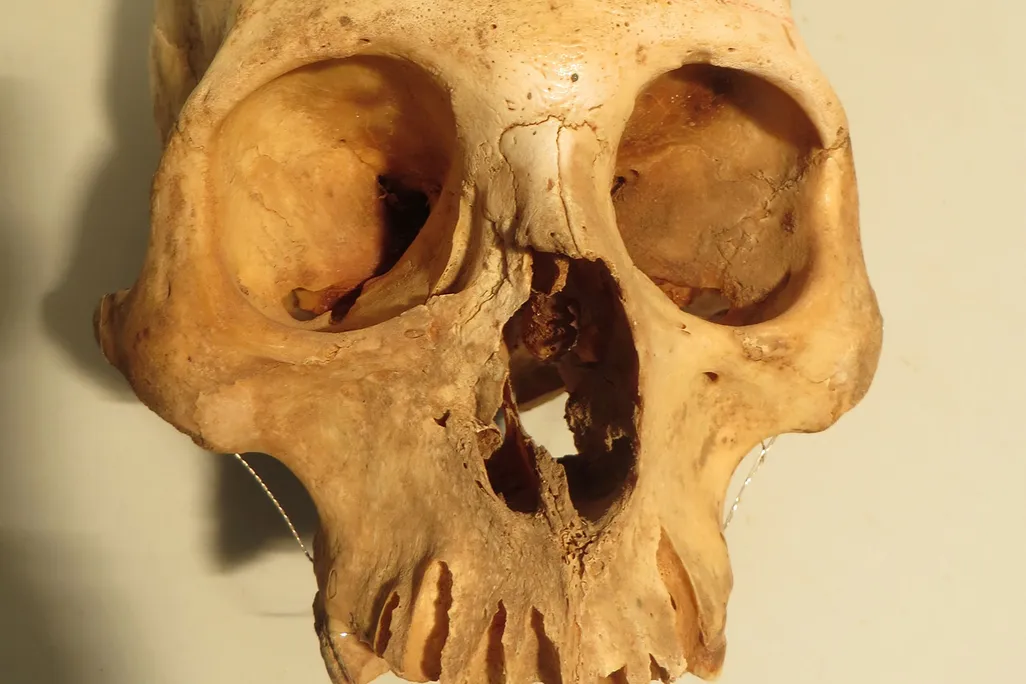 Chilean Skull