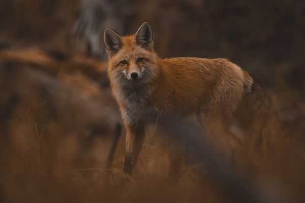 Curious Fox thumbnail