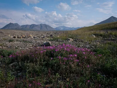 Wildflowers, spongy tundra grass and Brooks Range mountains emerge from the Arctic National Wildlife Refuge on Alaska&#39;s North Slope.