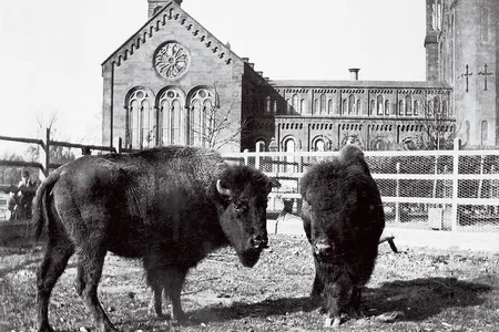 Two American bison grazed in a paddock behind the Castle. A few years later, in 1891, they joined the first animals at the new National Zoo.