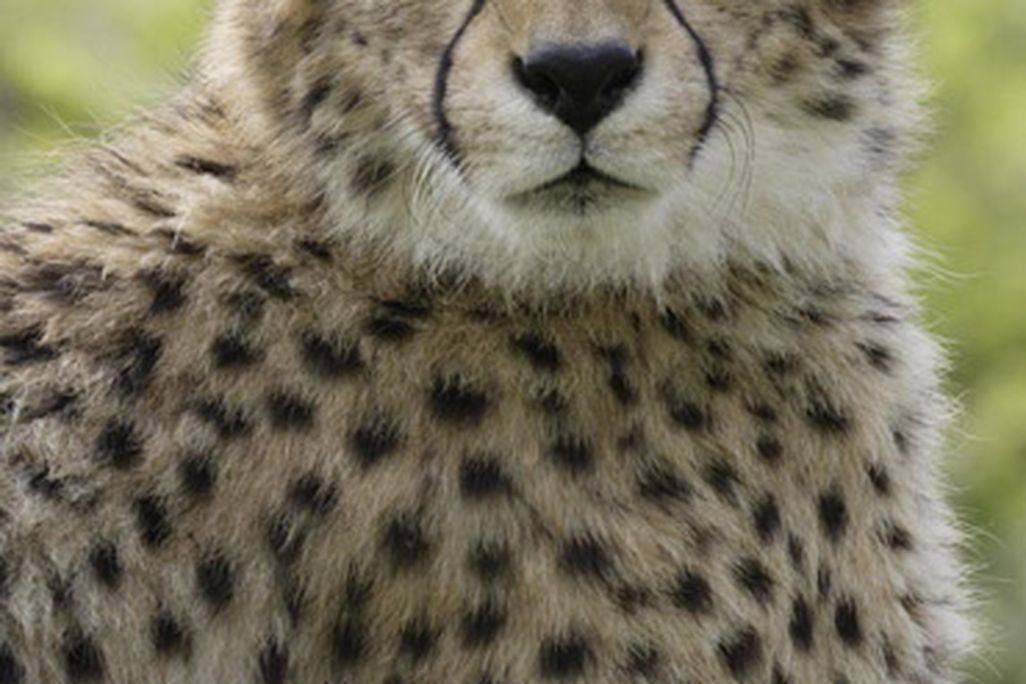 cheetah_sept28.jpg