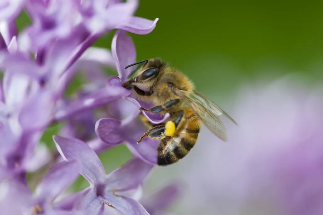 Honeybee on a flower