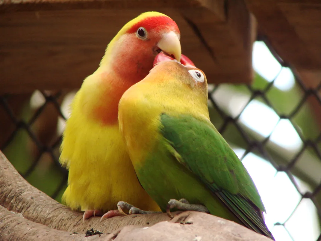one lovebird puts its beak in another's mouth