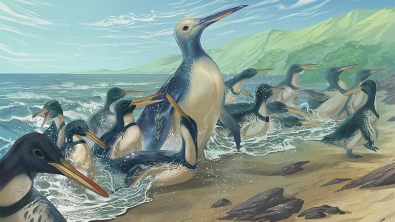 Illustrations of penguins