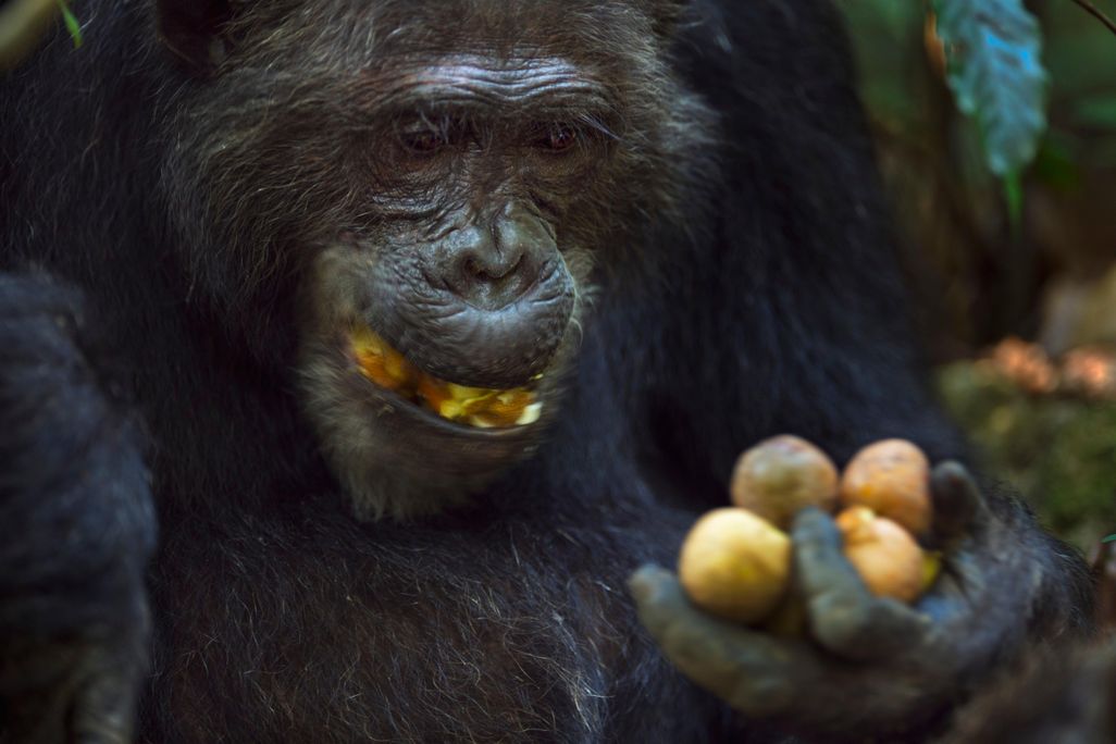 chimp eating