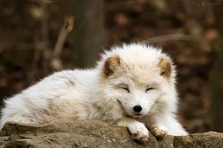 New research suggests that most Arctic mammals may actually benefit from climate change. Arctic specialists like the Arctic fox, however, may not do quite so well.