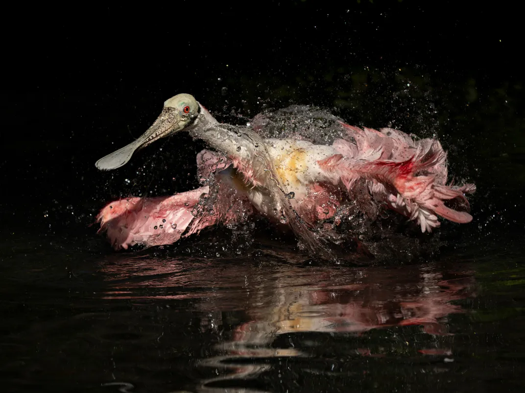 a pink bird with a spoon-shaped beak leans forward and walks in water, splashing