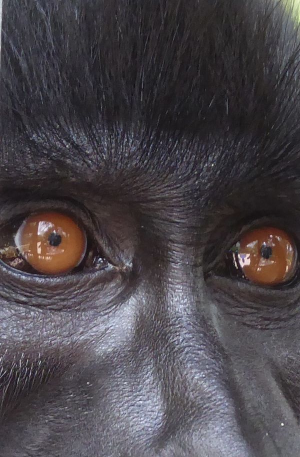 The eyes of a Macaque thumbnail