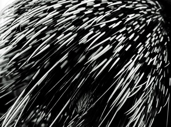 Quills of the Porcupine thumbnail