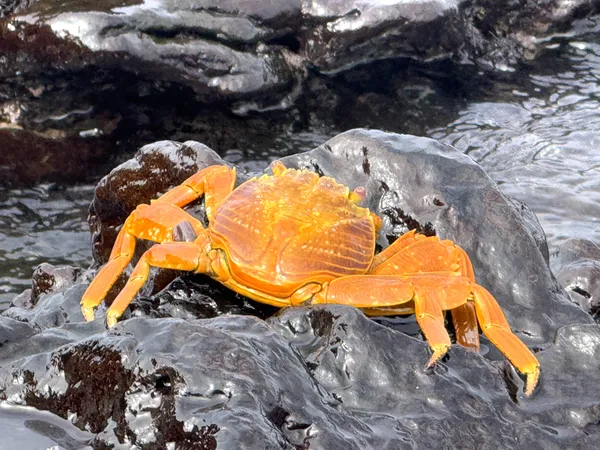 Colorful Sally Lightfoot Crab, Galapagos Islands. thumbnail