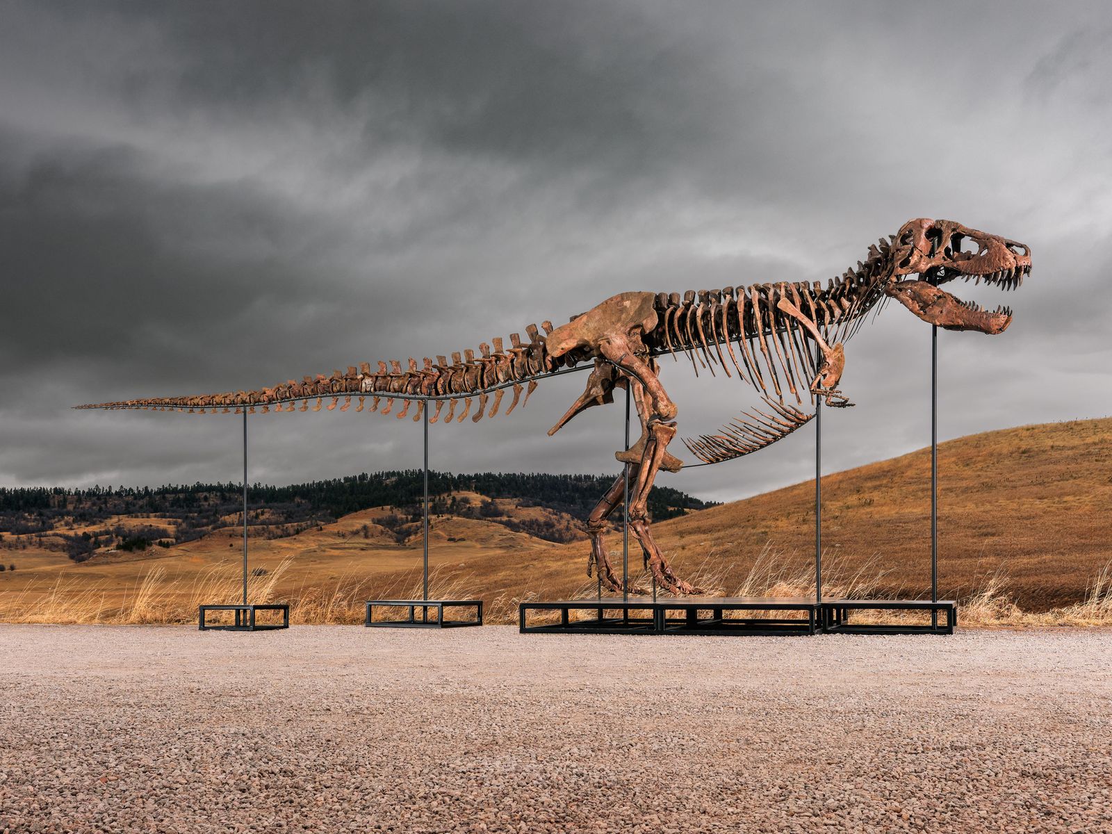 This T. Rex Fossil Could Fetch the Largest Sum of Any Dinosaur Ever Auctioned. Scientists Worry They'll Lose the Chance to Study It