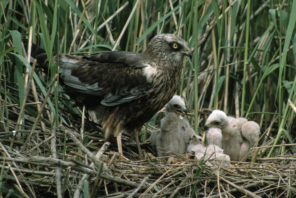 Marsh Harrier
