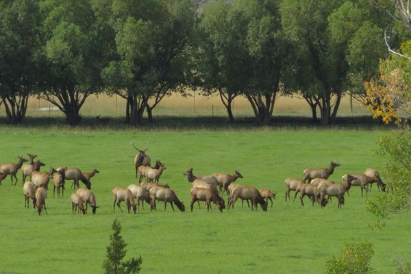 Elk Herd during rut thumbnail
