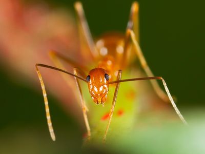 A yellow crazy ant