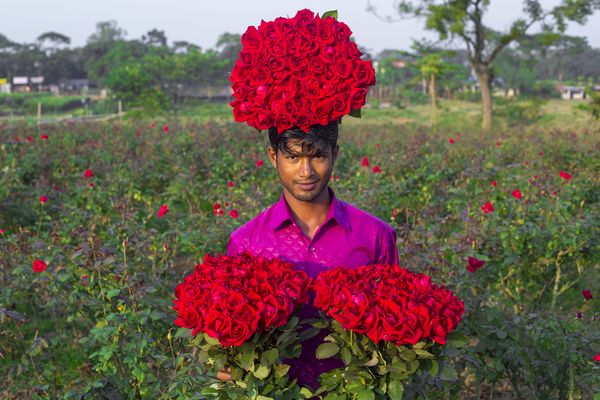 Flower cultivators collect flowers thumbnail