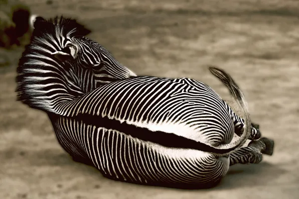 The Beauty Of The Zebra thumbnail