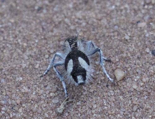 a velvet ant on the ground